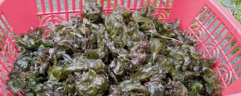 地木耳怎么长出来的