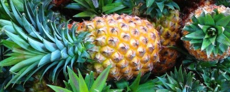 怎样挑选菠萝才甜
