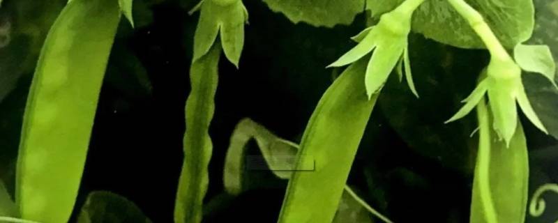 豆类蔬菜有哪些品种