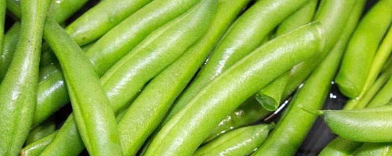 豆角的种类