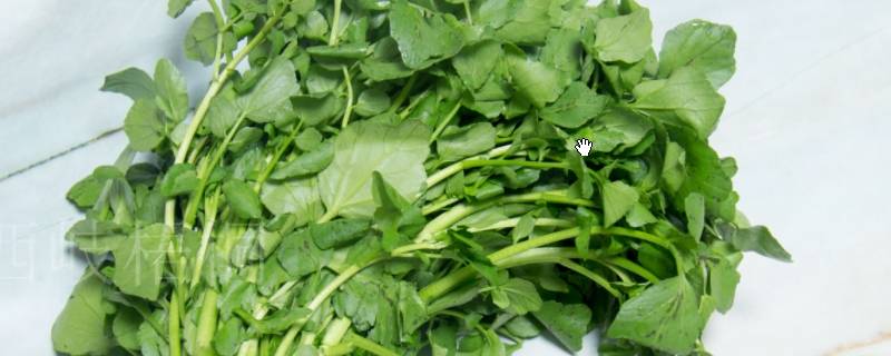 豆瓣菜怎么做好吃