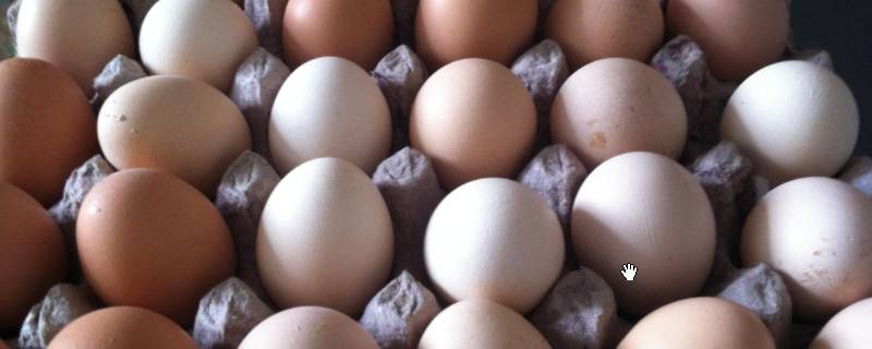 鹅蛋的最佳储存方法