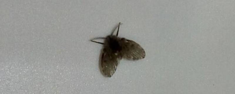 卫生间有小飞虫该用什么办法解决
