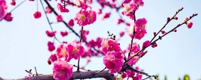 梅花在早上几点开