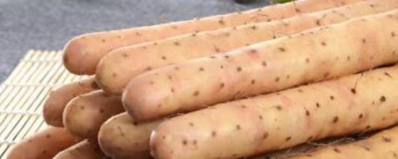 温性的蔬菜有哪些
