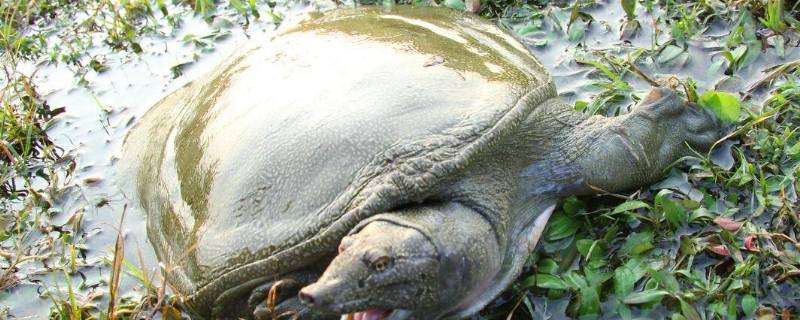 死了一天的甲鱼能吃吗
