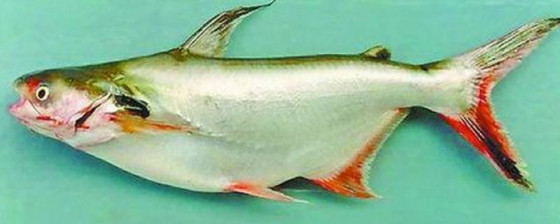 巴沙鱼中国叫什么 生活百科