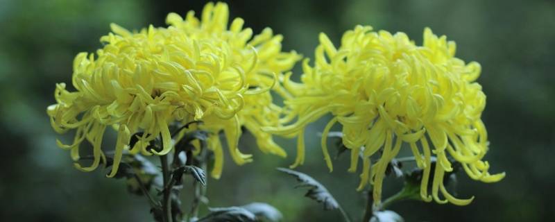赏菊花是什么节日的风俗