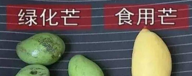 绿化芒与食用芒的区别