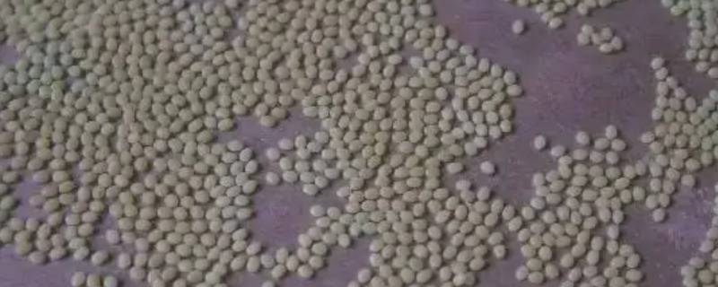 怎么判断蚕卵是活是死