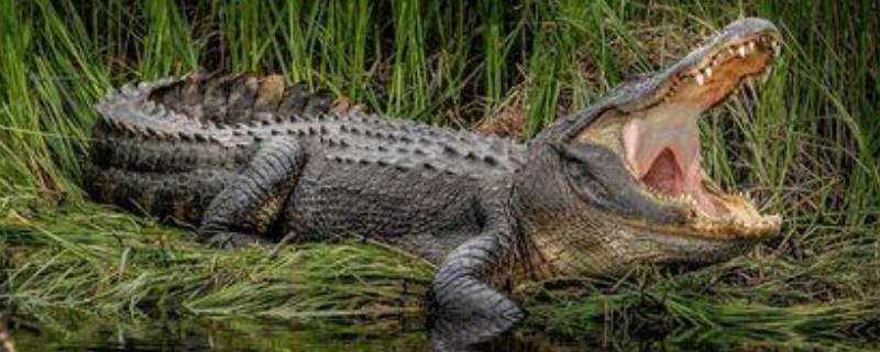 鳄鱼为什么会流泪