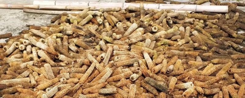 栽葱放玉米芯有什么用