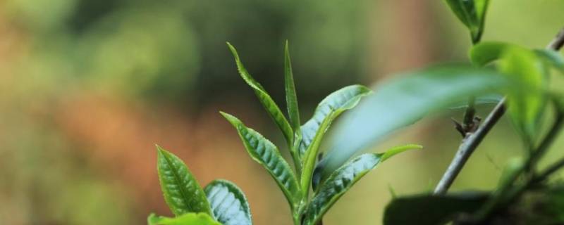 易武茶特点
