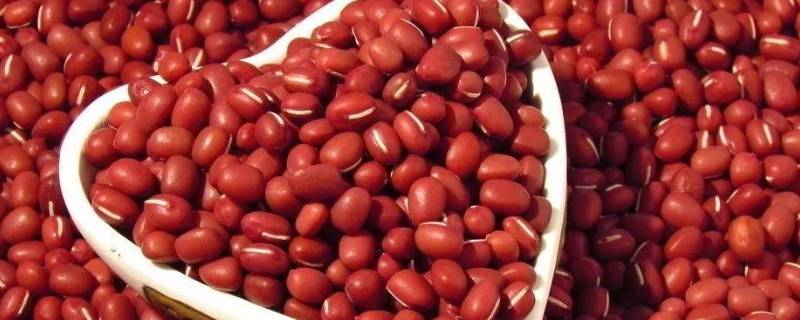 红豆泡多久