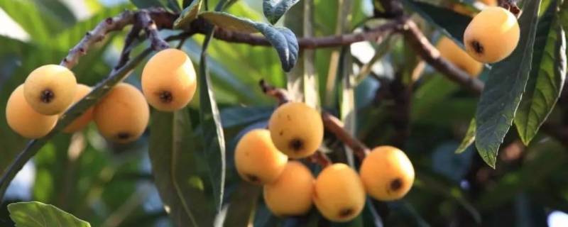 枇杷几月份可以吃