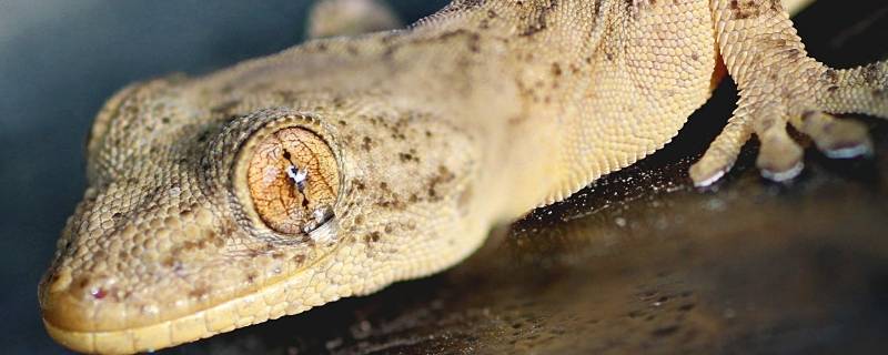 壁虎在家里怎么处理