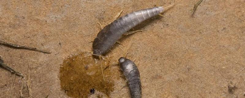 衣鱼虫能不能直接打死