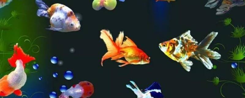 鱼摆摆是什么意思