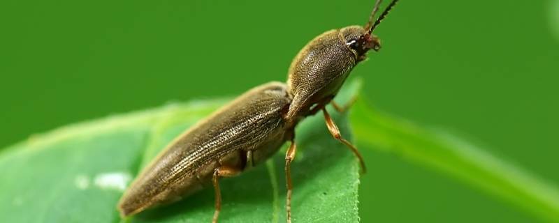 磕头虫吃什么食物