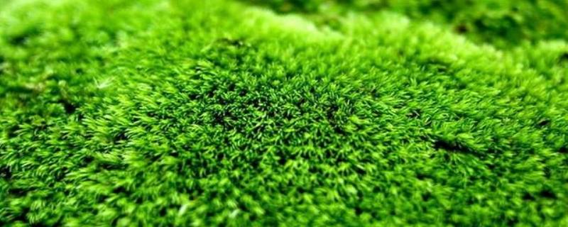 水池青苔怎么快速清除