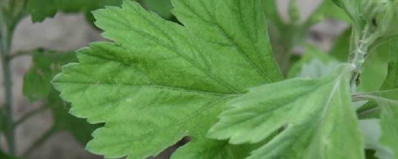 蚊子怕艾草的味道吗