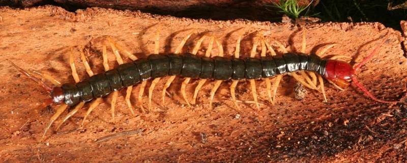 房间里有蜈蚣是什么原因