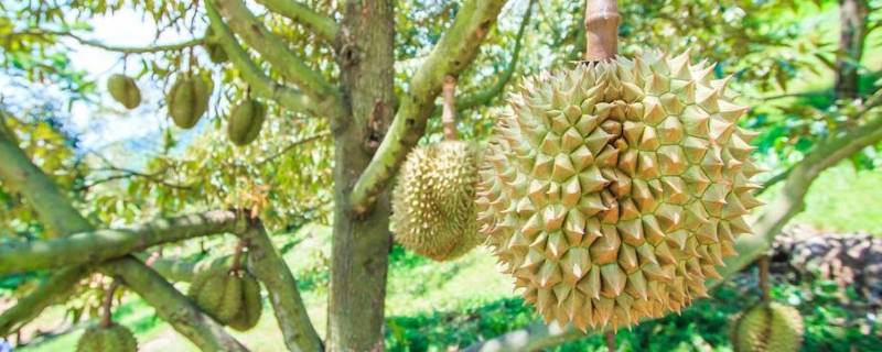 榴莲没吃完带壳怎么保存