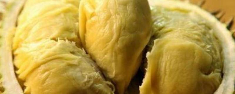 如何让榴莲肉快速成熟