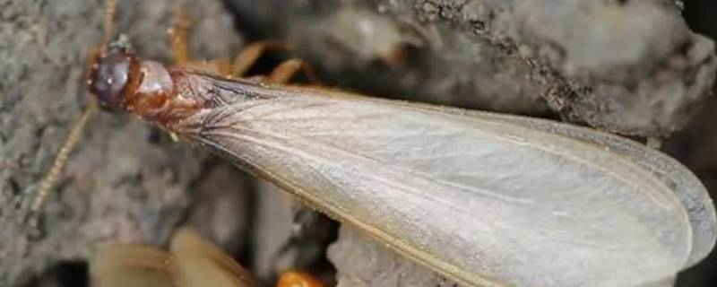 为什么会有大水蚁