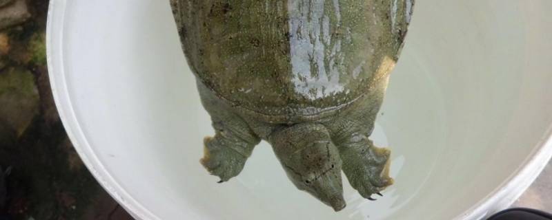 甲鱼寿命有多长
