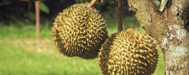 榴莲壳回收了有什么用