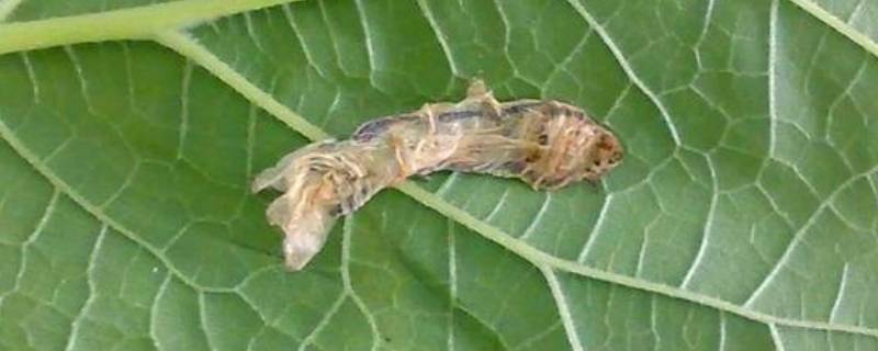 蚕脱皮干扰会死吗