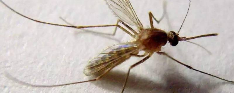 有蚊子怎么办