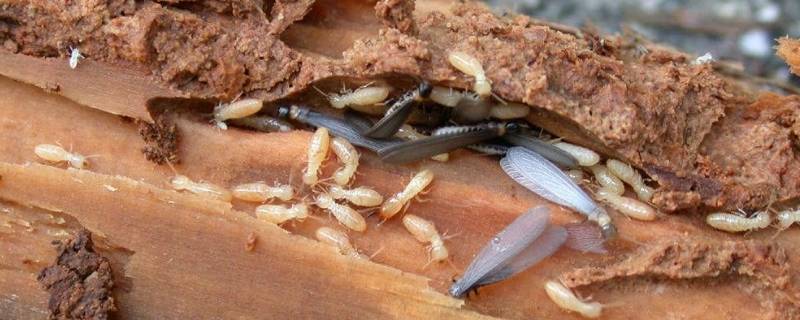 涨水蛾怎么处理