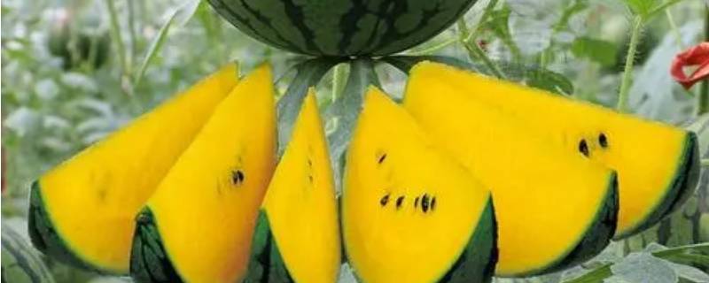 西瓜里面的黄结块是什么