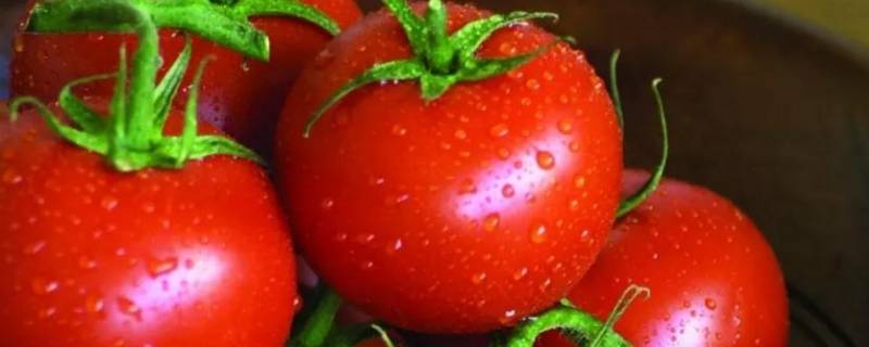 番茄能放冰箱保鲜吗