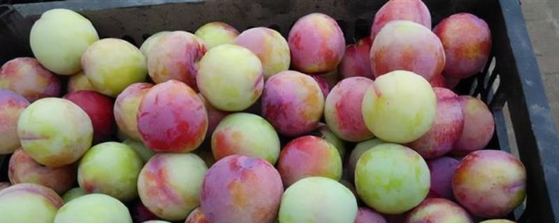 李子的颜色是什么