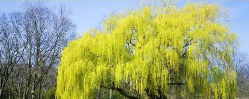 柳树滴水是什么原因