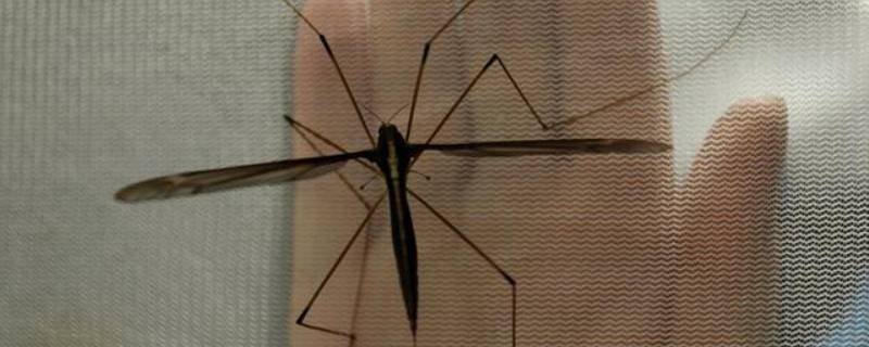 长脚蚊子咬人吗
