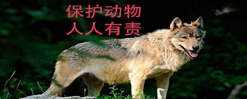 特级保护动物有哪些动物