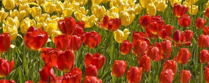 异地城市怎么订花