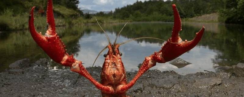 小龙虾怎么来的中国