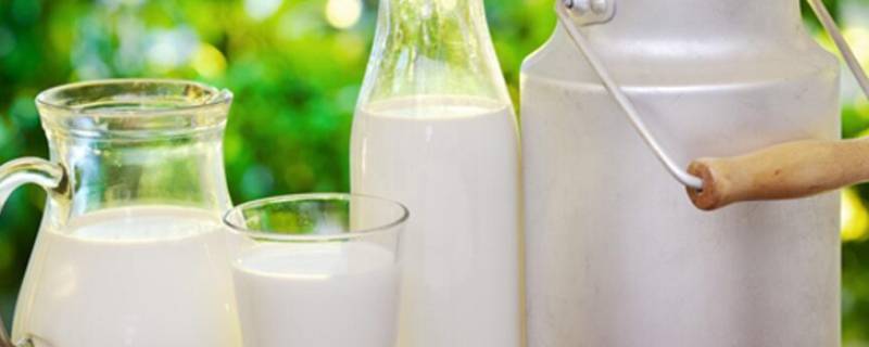纯牛奶能不能直接煮粥