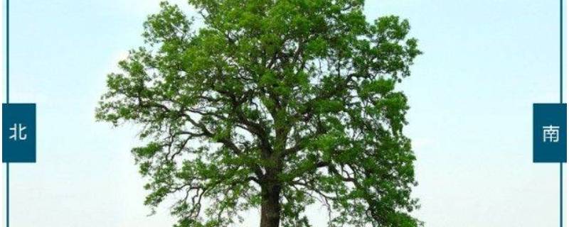 野外判断方向的五种方法