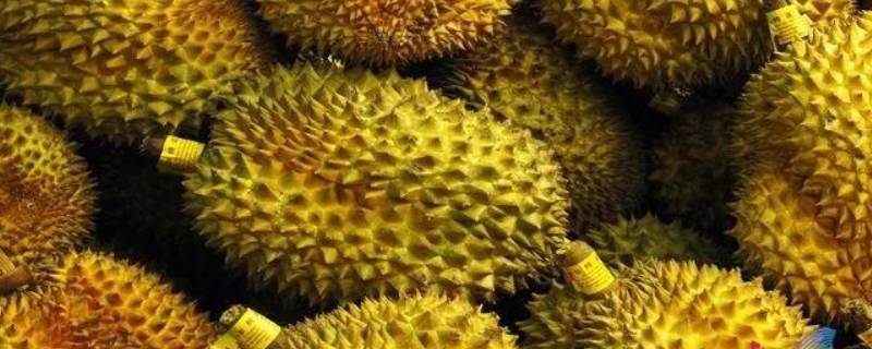 青尼和托曼尼的区别