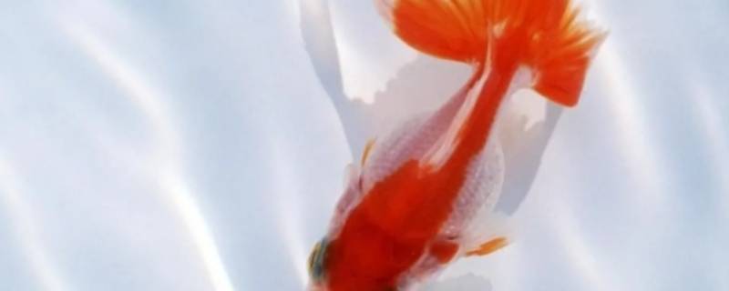 小鱼为什么能在水里游泳