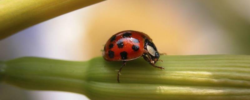 室内安全高效驱虫方法