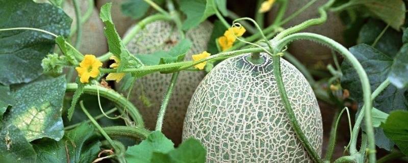 怎样挑选哈密瓜才甜