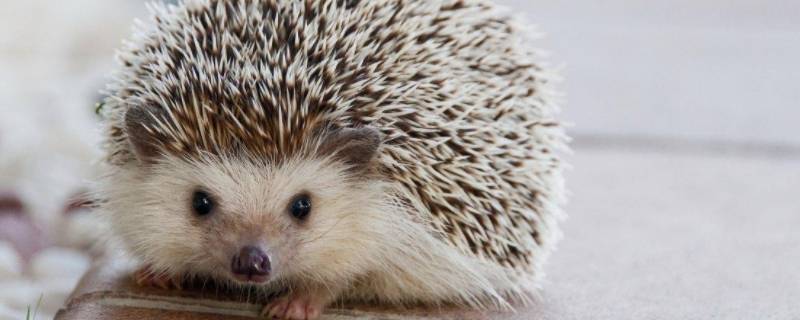 刺猬怎么叫
