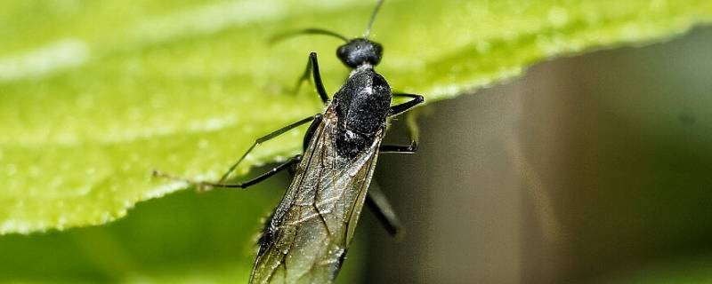 家里飞蚁怎么消灭